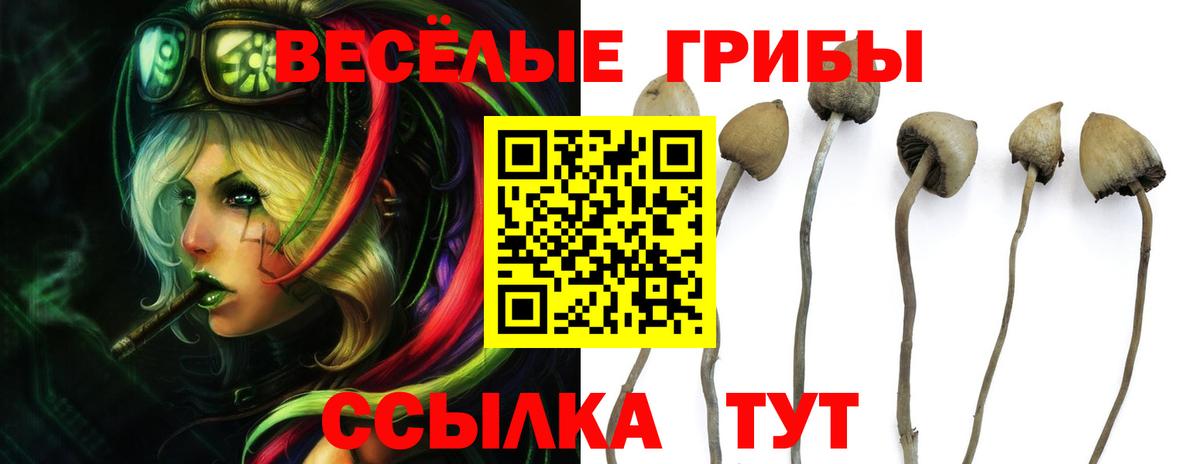 Шали  Галлюциногенные грибы прущие грибы  Вход с VPN 